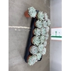 ECHEVERIA CHIHUAHUAENSIS