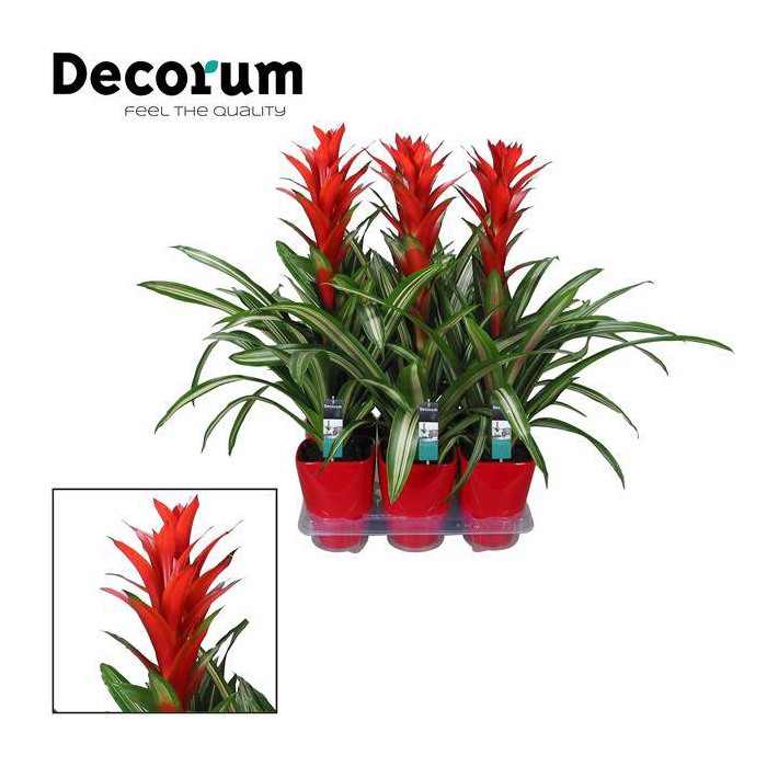 <h4>Guzmania Bandera in ceramic 14Ø 60cm</h4>