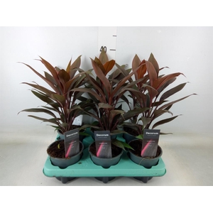 Cordyline fruti. 'Tango'