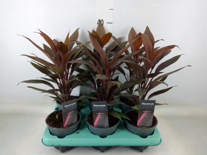 <h4>Cordyline fruti. 'Tango'</h4>