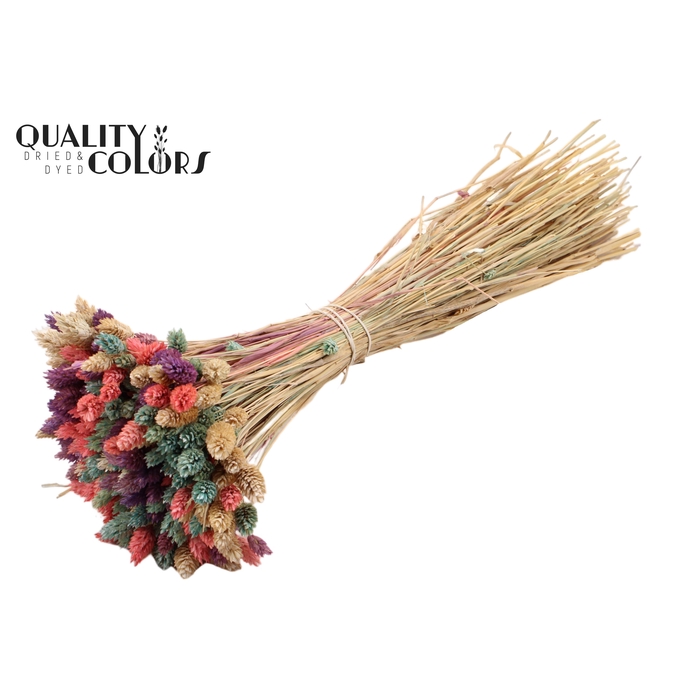 <h4>Phalaris Mini per bunch</h4>