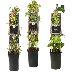 Mixshelf Hedera multicolored varieties +3.0 label