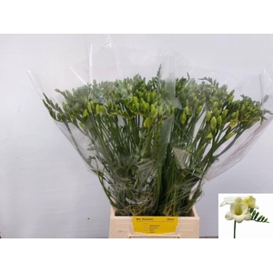 Freesia enk Ambassador