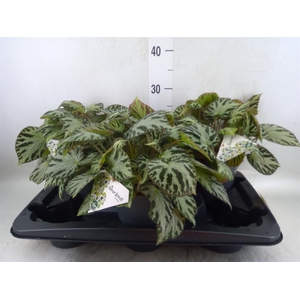 Begonia BD 'Silver Jewell'