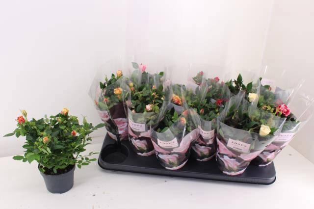 <h4>RO VICTORY GEM</h4>