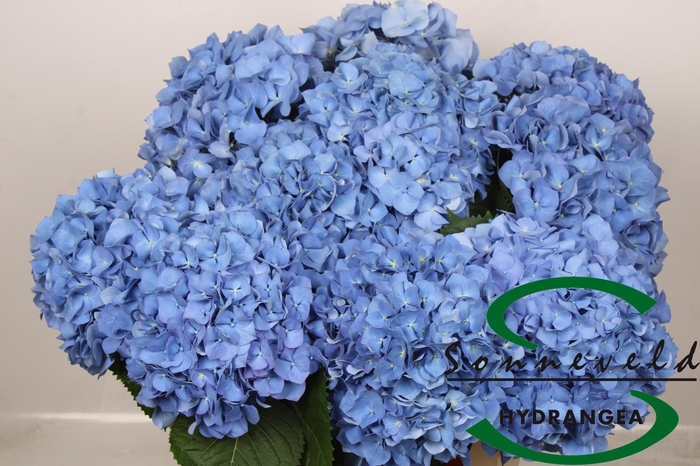 <h4>HYDR M CH PIMPERNEL</h4>