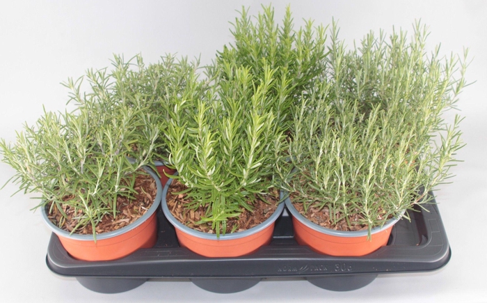 <h4>Rosmarinus officinalis mix 3 soort</h4>