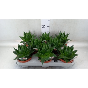 Aloe aristata 'Cosmo'