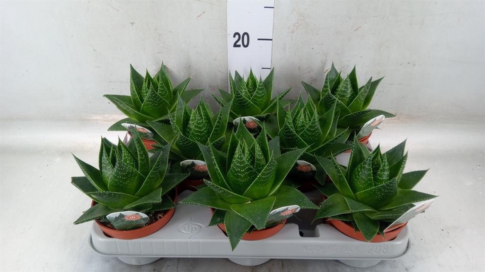 <h4>Aloe aristata 'Cosmo'</h4>
