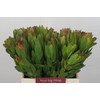 Leucadendron Goldstrike