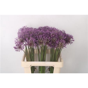 Allium Powder Puff