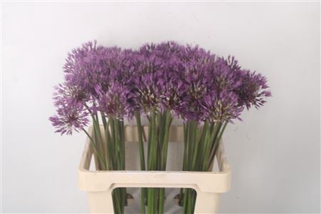 <h4>Allium Powder Puff X60</h4>