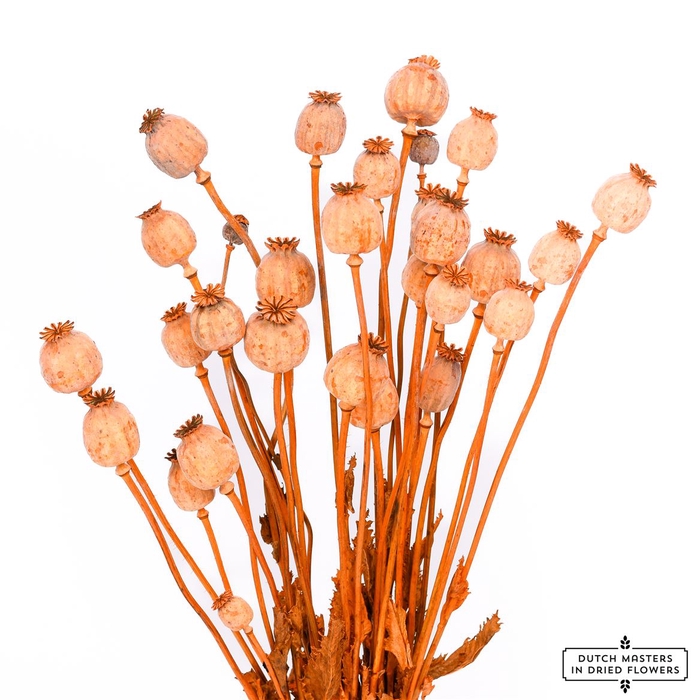 Dried Papaver X5 Frosted Orange Bunch