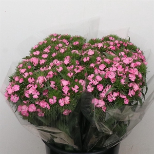 Di Barb Earl Pink Super