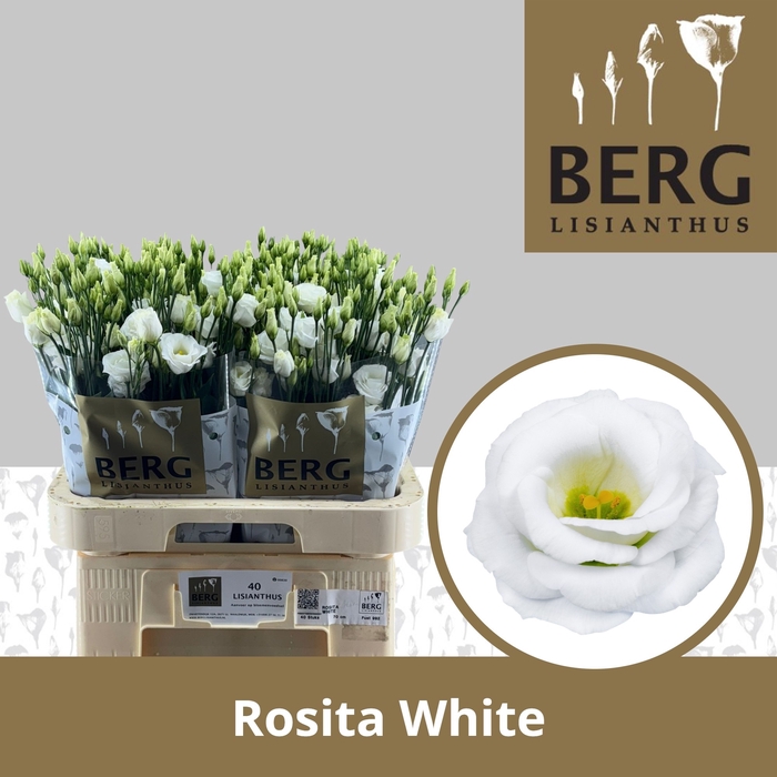 <h4>Lisianthus do rosita white</h4>