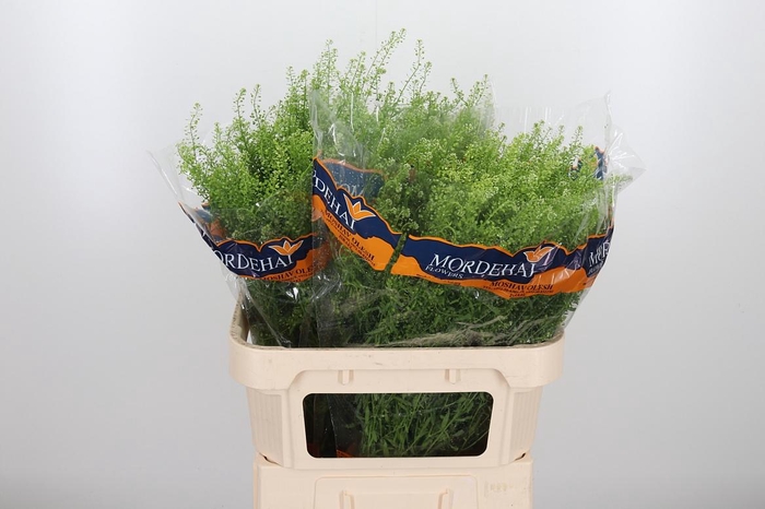 <h4>Lepidium Green Bell</h4>