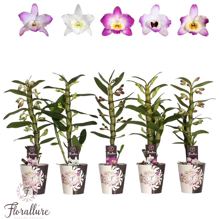 <h4>Dendrobium Nobile Mix 1 stam 7+ trossen Florallure</h4>