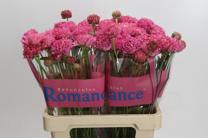 <h4>Ranunculus Poodle Ramlia</h4>