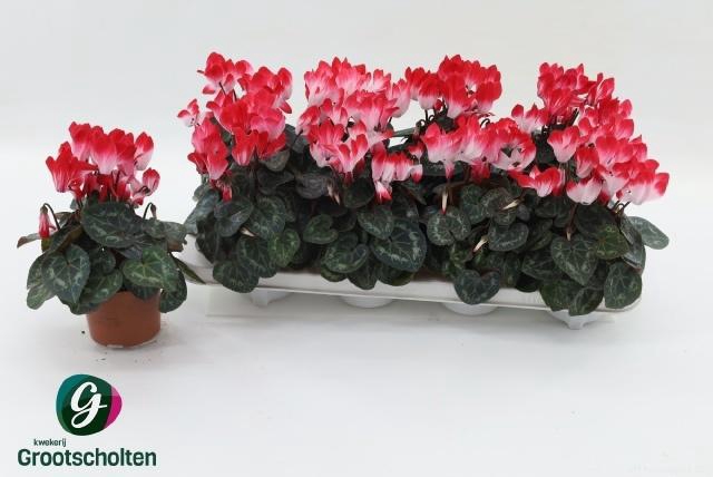 <h4>CYCL MD INDIAKA</h4>