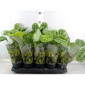 Maranta leuc. 'Kerchoveana'