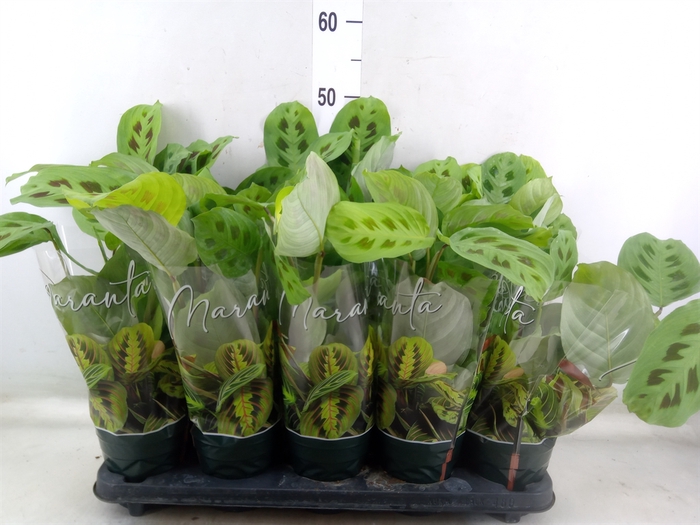<h4>Maranta leuc. 'Kerchoveana'</h4>