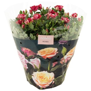 Nolina Roses Excellent Bowl Ø 23 cm. Gigi