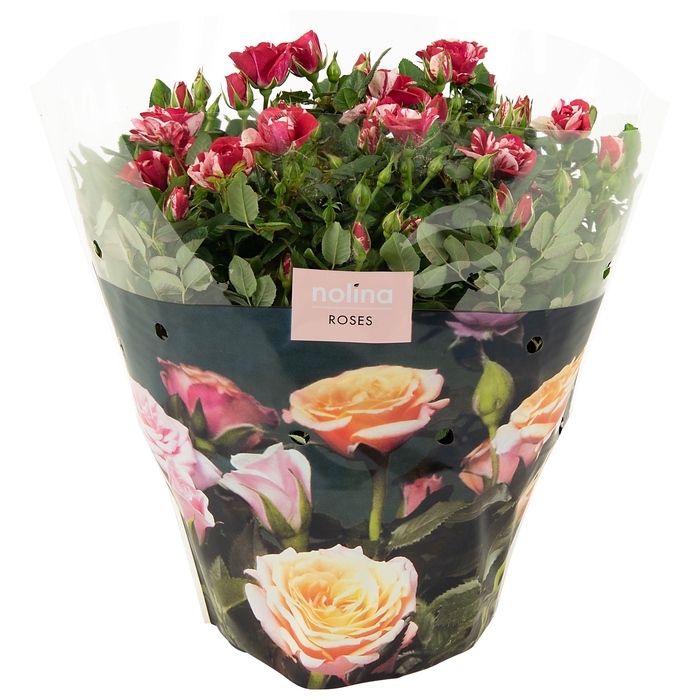 <h4>Nolina Roses Excellent Bowl Ø 23 cm. Gigi</h4>