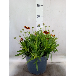 Coreopsis   ...