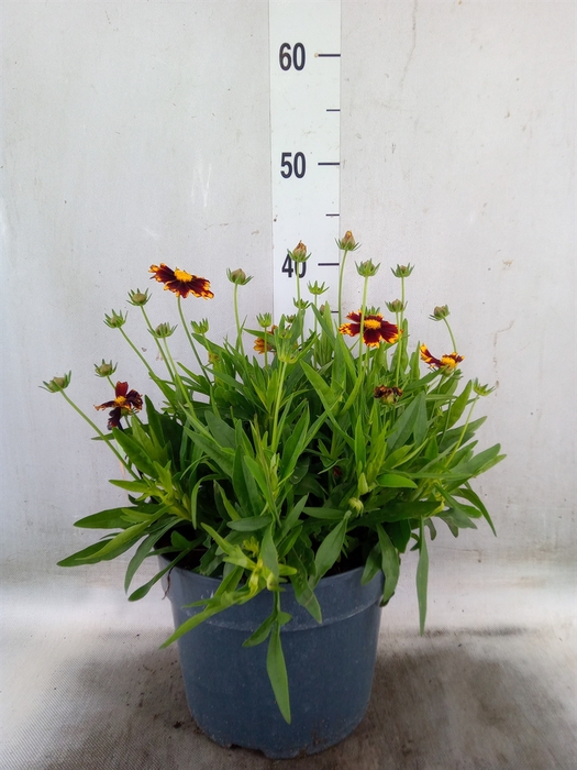 <h4>Coreopsis   ...</h4>