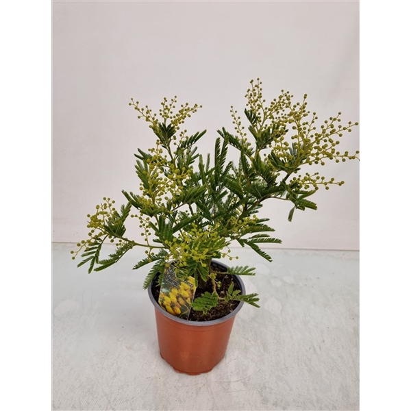 <h4>Acacia Mimosa Daelbata Bush</h4>