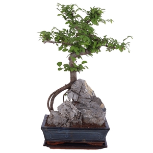 Bonsai Zelkova with Rock in Ø25cm Ceramic with Saucer