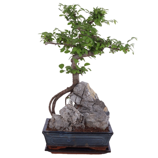 <h4>Bonsai Zelkova with Rock in Ø25cm Ceramic with Saucer</h4>