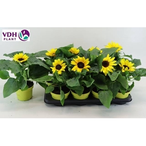 HELI SUNRAY YELLOW