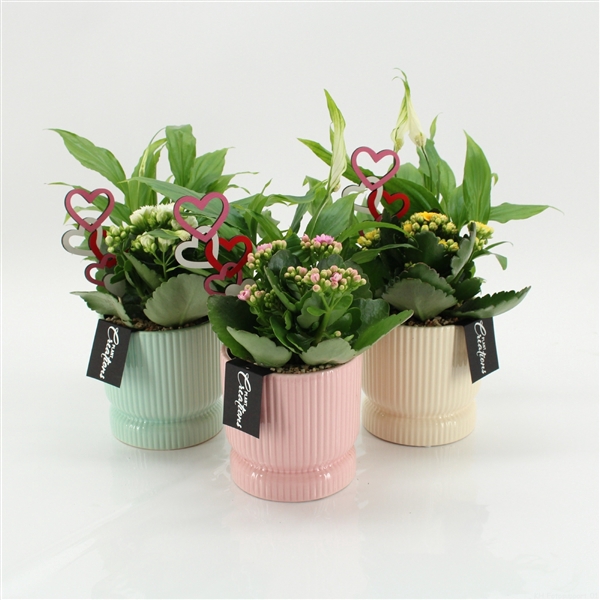 Arrangementen kamerplanten bloeiend 6%