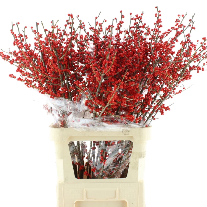 <h4>Ilex Ve Rode Bes</h4>