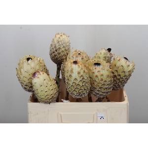 Protea Barbigera White No leaves