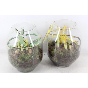 arr4 Narcis MB - Glas roma 285/6 mix