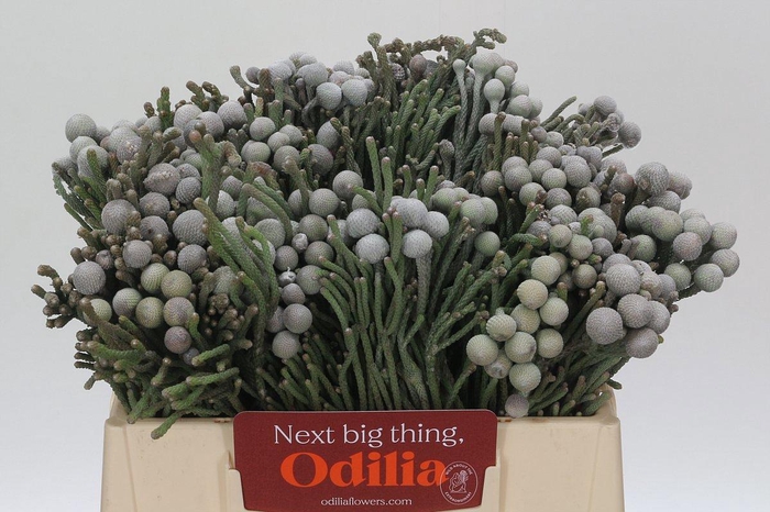 <h4>BRUN LAEVIS</h4>