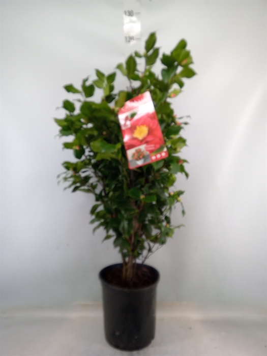 <h4>Camellia japonica 'Dr King'</h4>