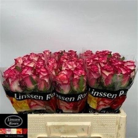 <h4>R Gr Spark Condor</h4>