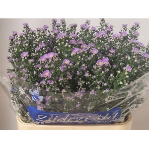 Aster Cassandra