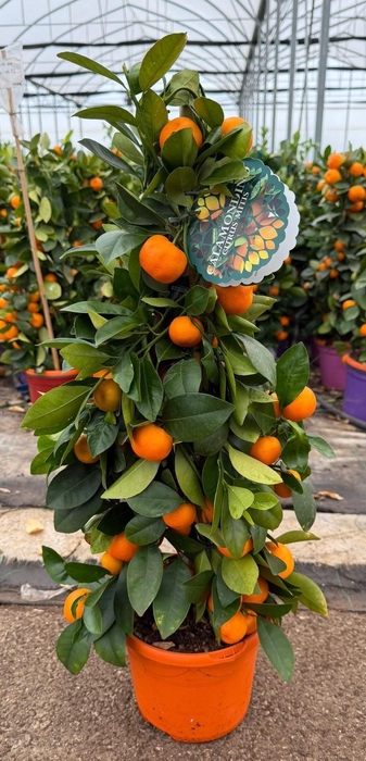 <h4>CITR MICROCARPA</h4>