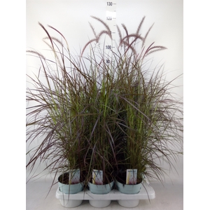 Pennisetum advena 'Rubrum'