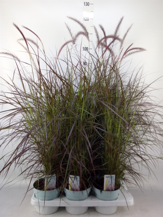 <h4>Pennisetum advena 'Rubrum'</h4>