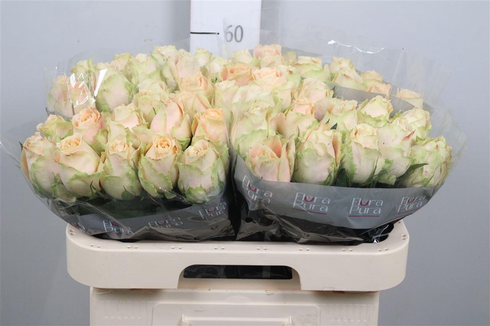 <h4>R Gr Peaches B1</h4>