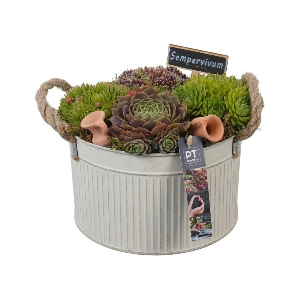 <h4>PTS2787 Arrangement Sempervivum in metaal pot</h4>