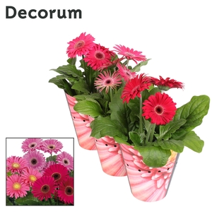 Gerbera 2+ bl. 12cm paars (div. kleurtinten) in potcover Decorum