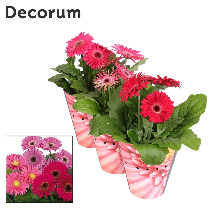 <h4>Gerbera 2+ bl. 12cm paars (div. kleurtinten) in potcover Decorum</h4>