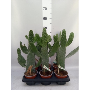 Opuntia