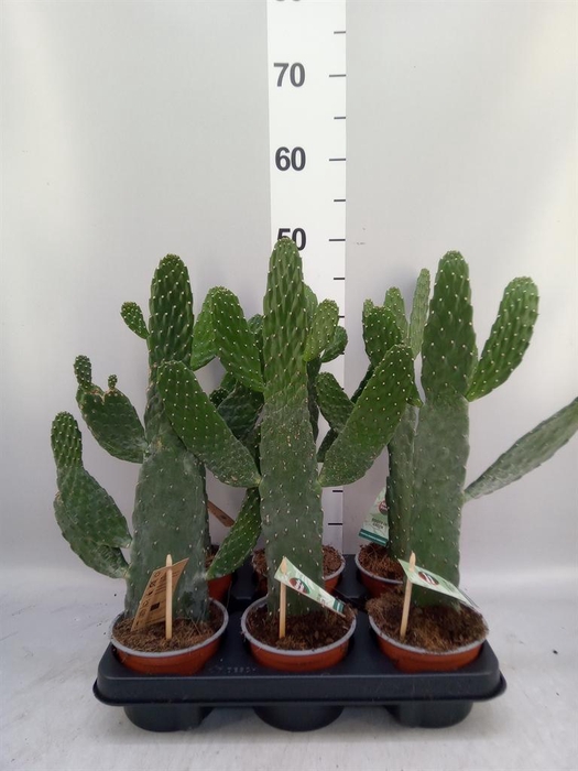 <h4>Opuntia</h4>